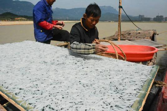 鄱阳湖银鱼